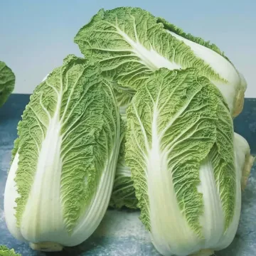 Manoko F1