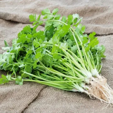 Карібе