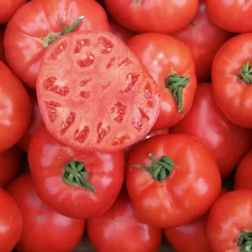 Ингар F1 Ingar