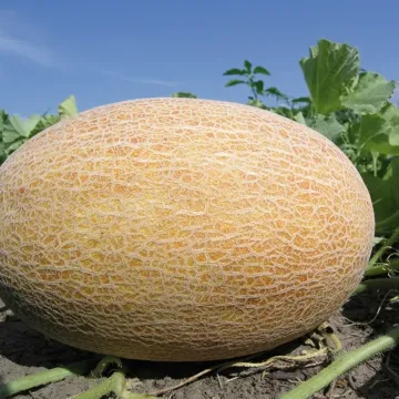 Сирин F1