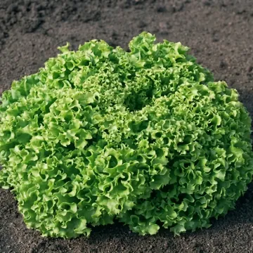 Estrosa
