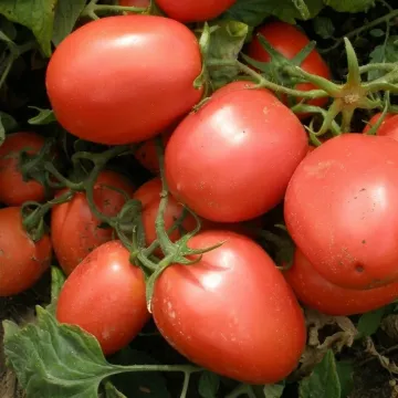 Шейк