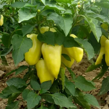 Амі