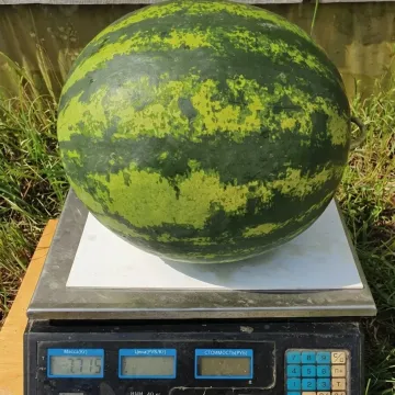Кримстар F1