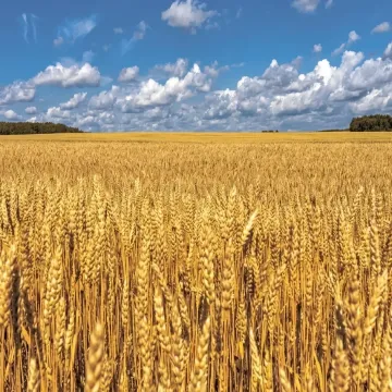 Град