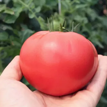 TECH 2720 F1