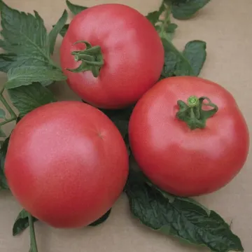 Caprese F1