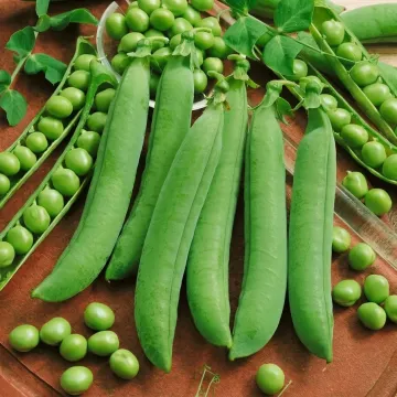 Avola