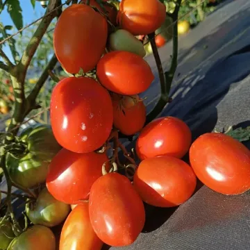 Земляк