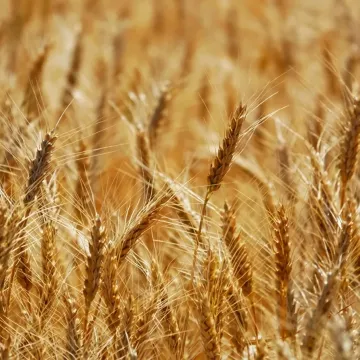 Илиас