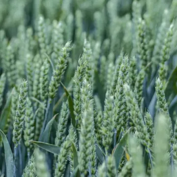Ларс