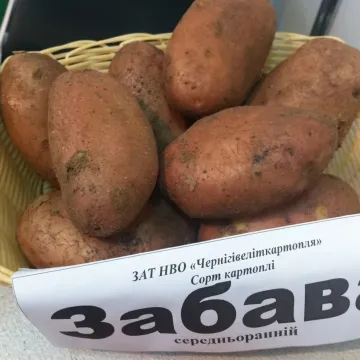 Забава