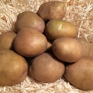 Okoliitsa