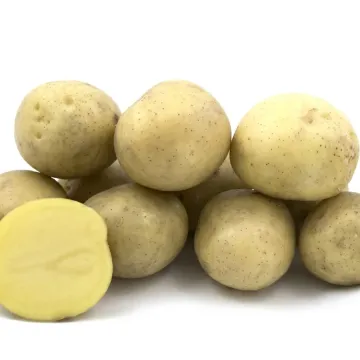 Санте