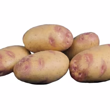 Пікассо