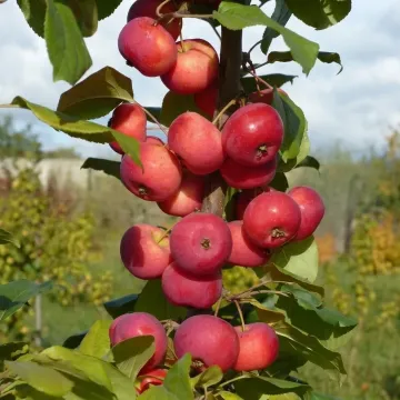Malinka