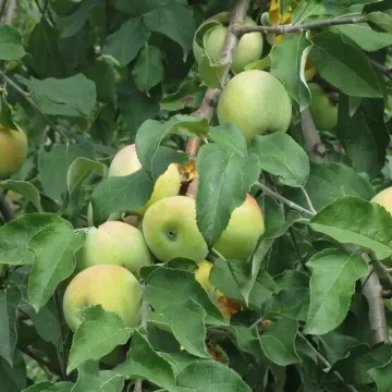 Lithuanian Pepinka (Glogerovka, Pepinka, Sarepka, Lithuanian Pepin)