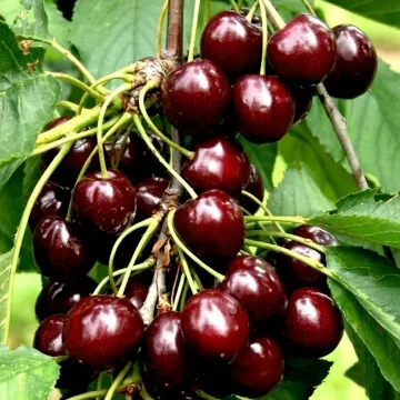 Chocolate Tree