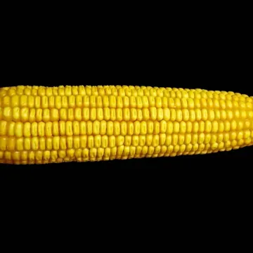 Любава 279 МВ