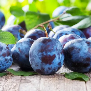 Adyghe Prune