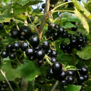 Selychenaya 2