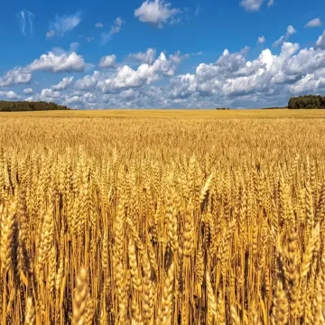 Glyphosate