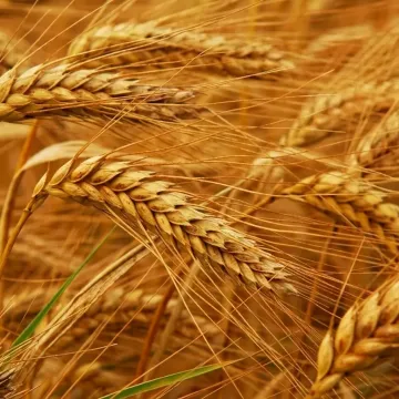 Natalka