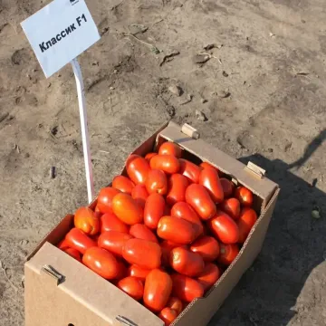 Класик F1