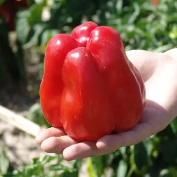 Granova
