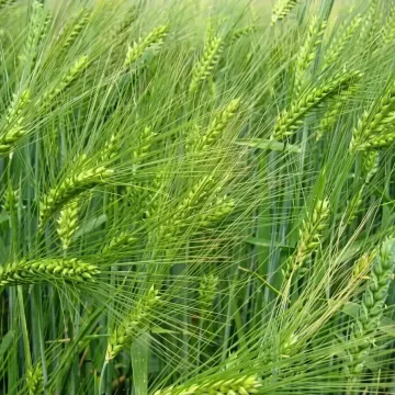 Луран