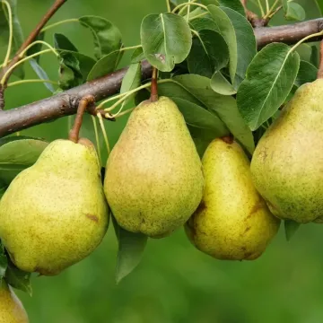 Striyska
