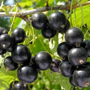 Kentavr