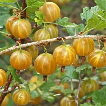 Золотистый