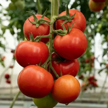 Кохава F1