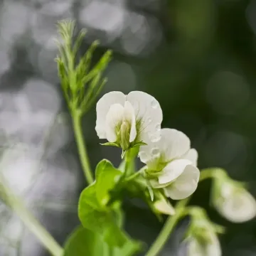 Tsarevich