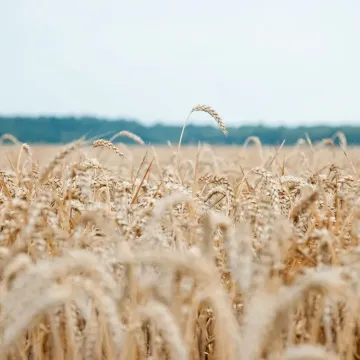 Розкишна