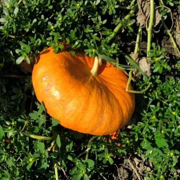RUJ VIF De`TAMP