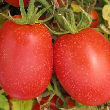 PIETRA ROSSA F1