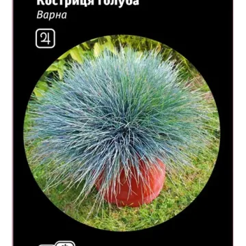 Леда