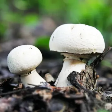 Шампіньйон лучний