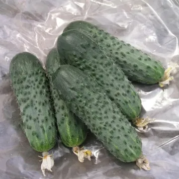 Satina F1
