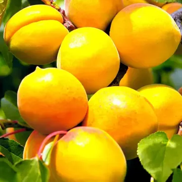 Хабаровский
