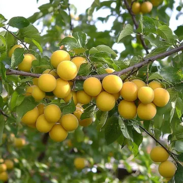 Мара