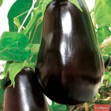 Викар