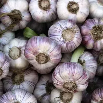Харьковский фиолетовый