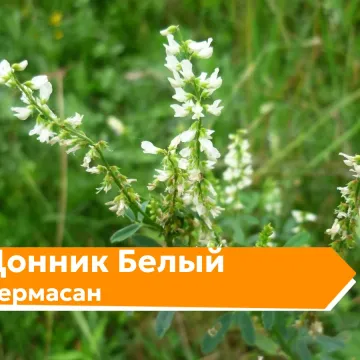 Чермасан