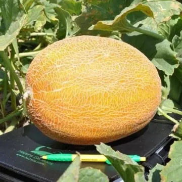 Мирон