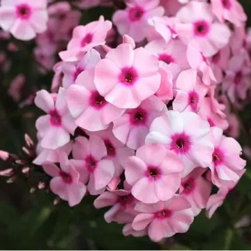 Красень