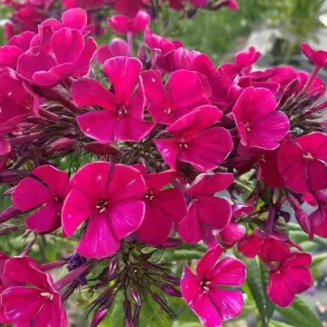 Васюганье