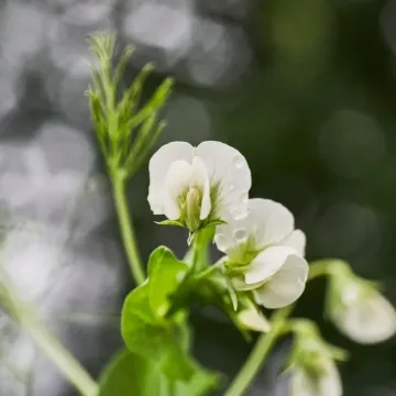 Чекбек